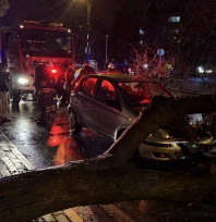 Edirne'de seyir halindeki otomobilin üzerine ağaç devrildi