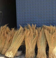 Edirne'de 'süpürge otu' üreticileri ihracatı artırmayı hedefliyor