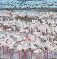 göçmen kuşlar çeltik tarlalarında yiyecek arıyor
