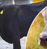 Halk elinde ıslah projelerine rekor destek