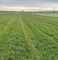 İklim Şaşırttı, Buğday Erken Uyandı