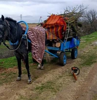 İzinsiz ağaç kesen 2 kişi gözaltına alındı