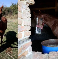 Kanseri yenen eski jokey, köyünde şampiyon atlar yetiştiriyor