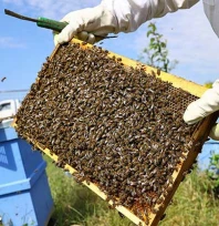 Karaçalı Balı için coğrafi işaret süreci başlıyor