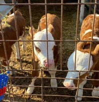 Kırsalda sevinç, ahırda bereket: Orhaniye Köyü'nde üçüz doğum
