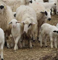 Kuzu ve oğlak desteklemesinde 3. dönem başvuruları açıldı