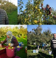 Kuzucu'daki meyve bahçeleri, kent çiftçisine alternatif gelir kaynağı oluyor