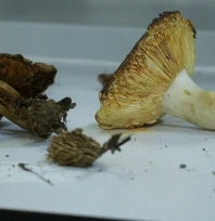 Marmara'nın kuzeyinde 3 yıllık doğa envanteri başladı