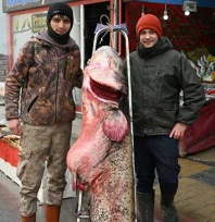 Meriç'te 102 kilogramlık yayın balığı yakalandı