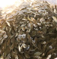 Milyonlarca sazan yavrusu doğaya kazandırıldı