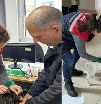 Sahipli hayvanlara mikroçip takılıyor, kuduz aşısı yapılıyor