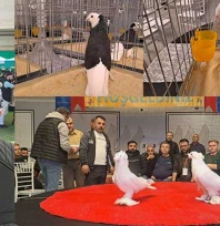 Şanlıdağ, 1200 güvercin ile '6. Tepeli Kostüm Güvercinleri Festivali' katıldı