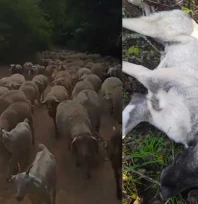Sınır köyünde vahşet: 3 çoban köpeği vuruldu, 2 koyun telef oldu