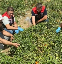 Sofralara güvenli domates için sıkı denetim