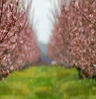 Tarım sigortalarında kapsam genişliyor: Devlet prim desteği  yüzde 70'e çıktı