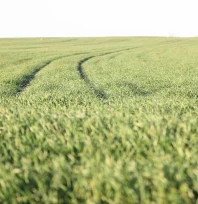 Trakya'da bu sene buğday erken boy attı