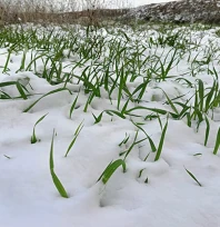 Trakya'da üretici yağışlarla rahat bir nefes aldı