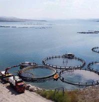 Türkiye'de balıkçılıkta tarihi rekor: Üretim 1 milyon 20 bin tona ulaştı