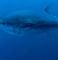 Türkiye'nin orkinos kotası 3 bin tonu aştı