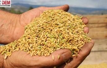 Çeltik Hasadı tamamlanıyor