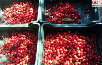 Çeribaşı Kirazı Edirne'nin tescilli tarım ürünü oldu