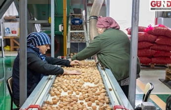 Ceviz üretimine başlayan işletme elektriğini güneşten karşılıyor