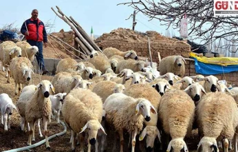 Çoban istihdamına yüzde 125 zam
