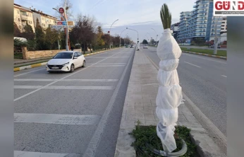 Edirne Belediyesi palmiyeler nedeniyle yeniden gündemde