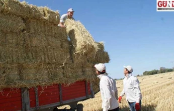 Edirne'de çeltik saplarından yakıt
