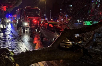 Edirne'de seyir halindeki otomobilin üzerine ağaç devrildi