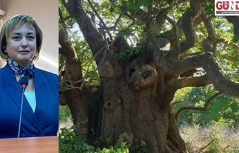 En fazla anıt ağaç Edirne'de