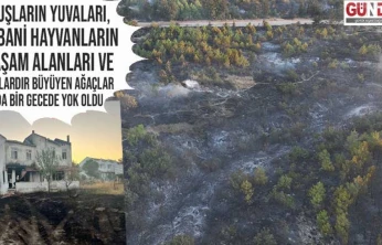 Enez'de büyük felaket: Evler yandı, ormanlar yok oldu