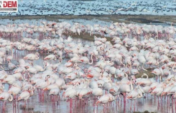 göçmen kuşlar çeltik tarlalarında yiyecek arıyor