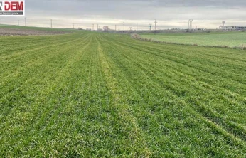 İklim Şaşırttı, Buğday Erken Uyandı