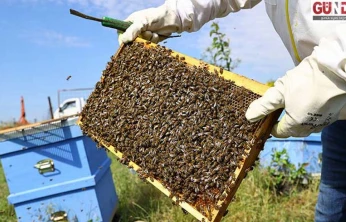 Karaçalı Balı için coğrafi işaret süreci başlıyor