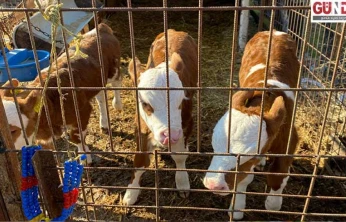 Kırsalda sevinç, ahırda bereket: Orhaniye Köyü'nde üçüz doğum