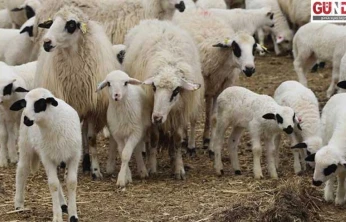 Kuzu ve oğlak desteklemesinde 3. dönem başvuruları açıldı