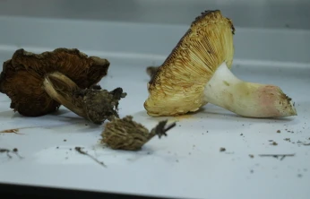 Marmara'nın kuzeyinde 3 yıllık doğa envanteri başladı