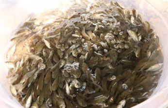 Milyonlarca sazan yavrusu doğaya kazandırıldı