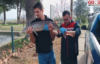 Nesli tehlikedeki Mersin Balığı İpsala'da güvenceye alındı