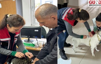 Sahipli hayvanlara mikroçip takılıyor, kuduz aşısı yapılıyor