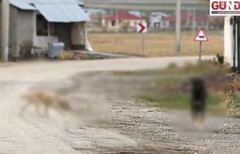 Sahipsiz köpekle ilgili sosyal medyada yer alan görüntülere ilişkin inceleme