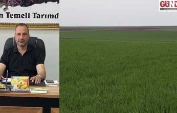 Sıcak kış buğdayı erken uyandırdı: Tarlalarda risk alarmı