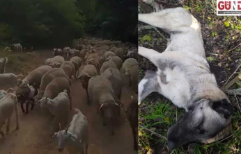 Sınır köyünde vahşet: 3 çoban köpeği vuruldu, 2 koyun telef oldu