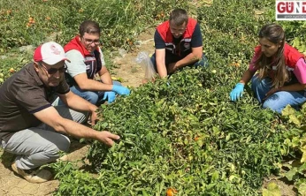 Sofralara güvenli domates için sıkı denetim