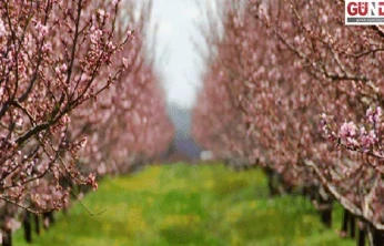 Tarım sigortalarında kapsam genişliyor: Devlet prim desteği  yüzde 70'e çıktı