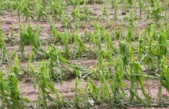 Tarım sigortalarında yeni dönem: 2026'da kapsam ve prim desteği genişletildi