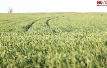 Trakya'da bu sene buğday erken boy attı