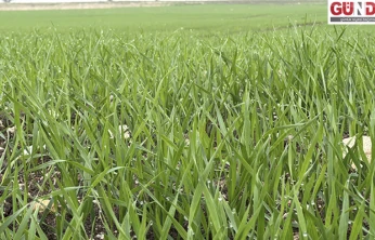 Trakya'da çiftçilerin buğday ekim mesaisi sürüyor