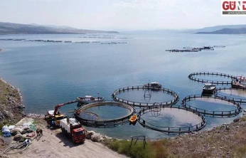 Türkiye'de balıkçılıkta tarihi rekor: Üretim 1 milyon 20 bin tona ulaştı